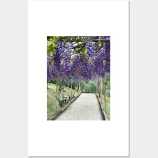 Purple Wisteria Posters and Art